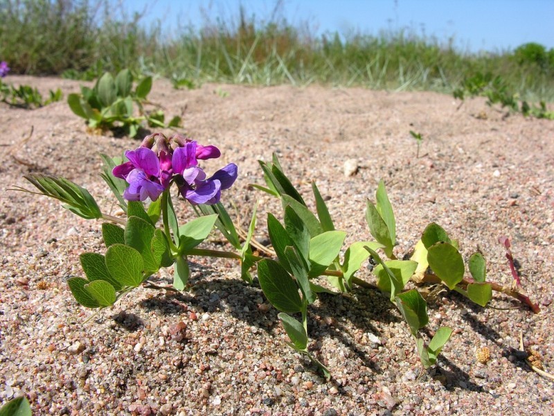 Изображение особи Lathyrus japonicus.