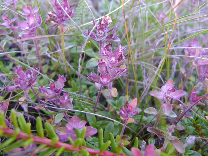 Image of Thymus subarcticus specimen.