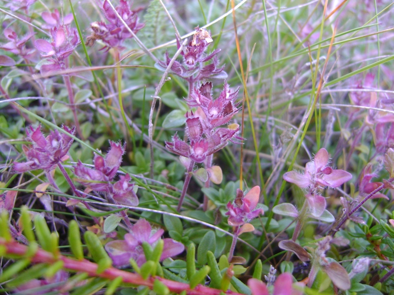 Изображение особи Thymus subarcticus.