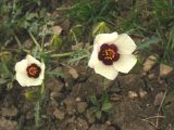 Hibiscus trionum