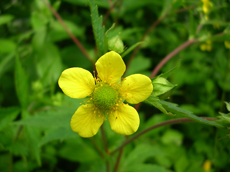 Изображение особи Geum aleppicum.