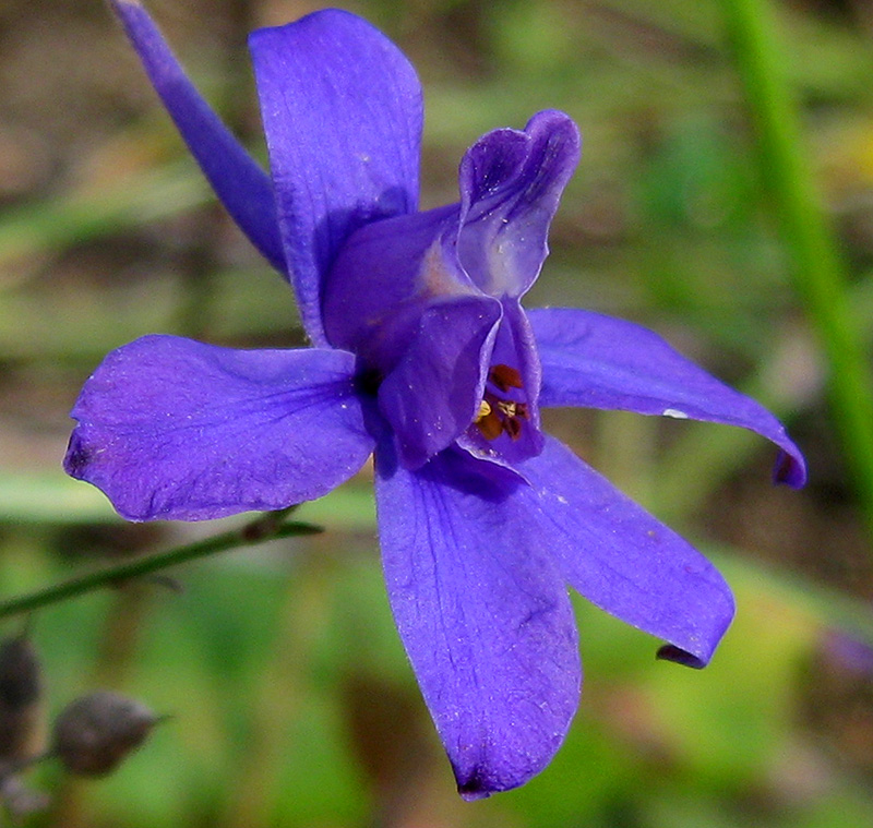 Image of Delphinium consolida specimen.