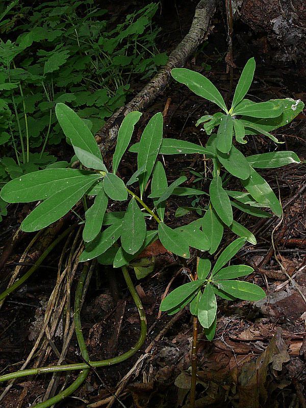 Image of Daphne altaica specimen.