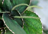 Acalypha wilkesiana. Верхушка побега с соцветиями. Андаманские острова, остров Нил, в культуре. 04.01.2015.