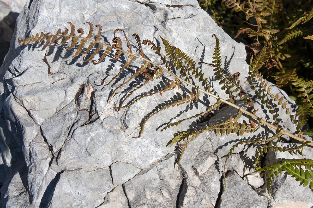 Image of Dryopteris oreades specimen.