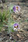 Pulsatilla patens. Цветущее растение на боровой террасе Днепра. Украина, Киев, заказник \"Лесники\". 10 апреля 2007 г.