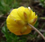 Ranunculus crassifolius. Махровый цветок (вид со стороны чашечки). Краснодарский край, хр. Аибга, субальпийский луг, ≈ 2400 м н.у.м. 02.07.2015.