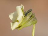 Image of taxon representative. Author is Владимир Эпиктетов