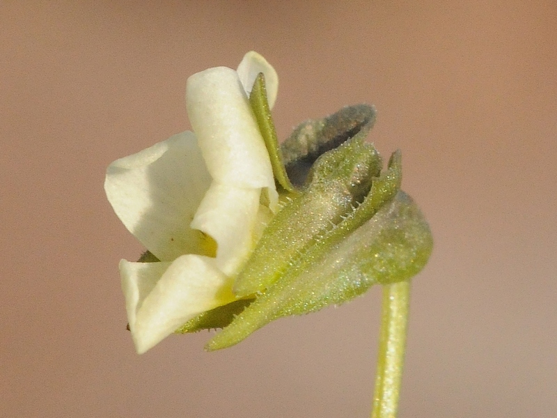 Image of Viola occulta specimen.