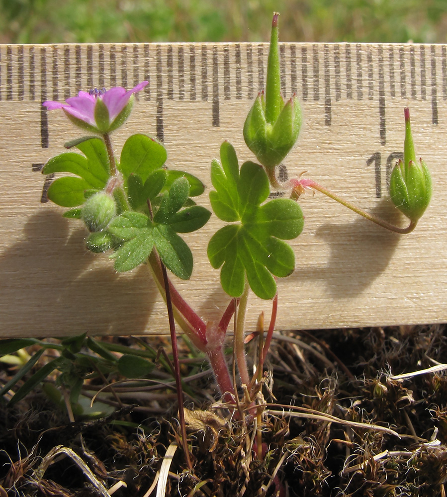 Image of Geranium molle specimen.