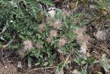 Hedysarum acutifolium