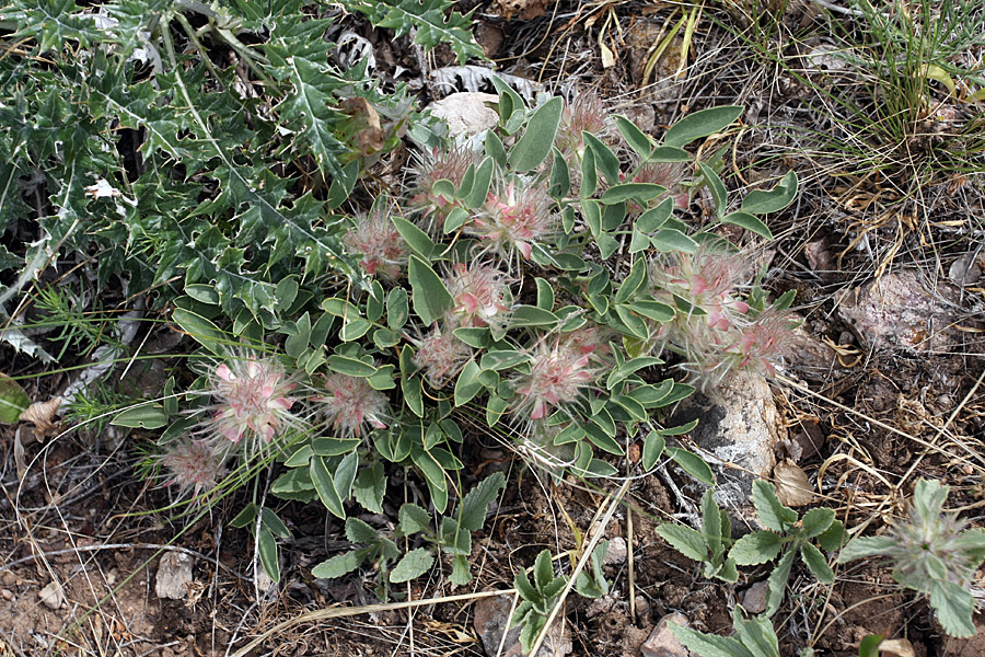 Image of Hedysarum acutifolium specimen.