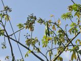 Ceiba pentandra