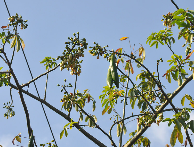 Image of Ceiba pentandra specimen.