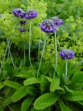 Primula capitata