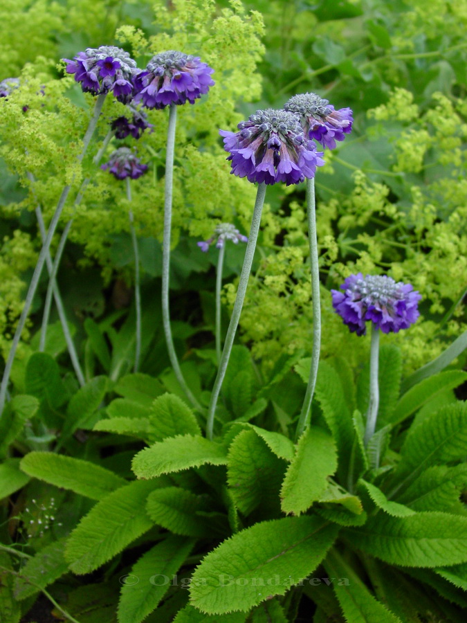 Изображение особи Primula capitata.