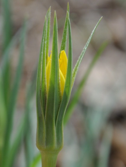 Изображение особи род Tragopogon.