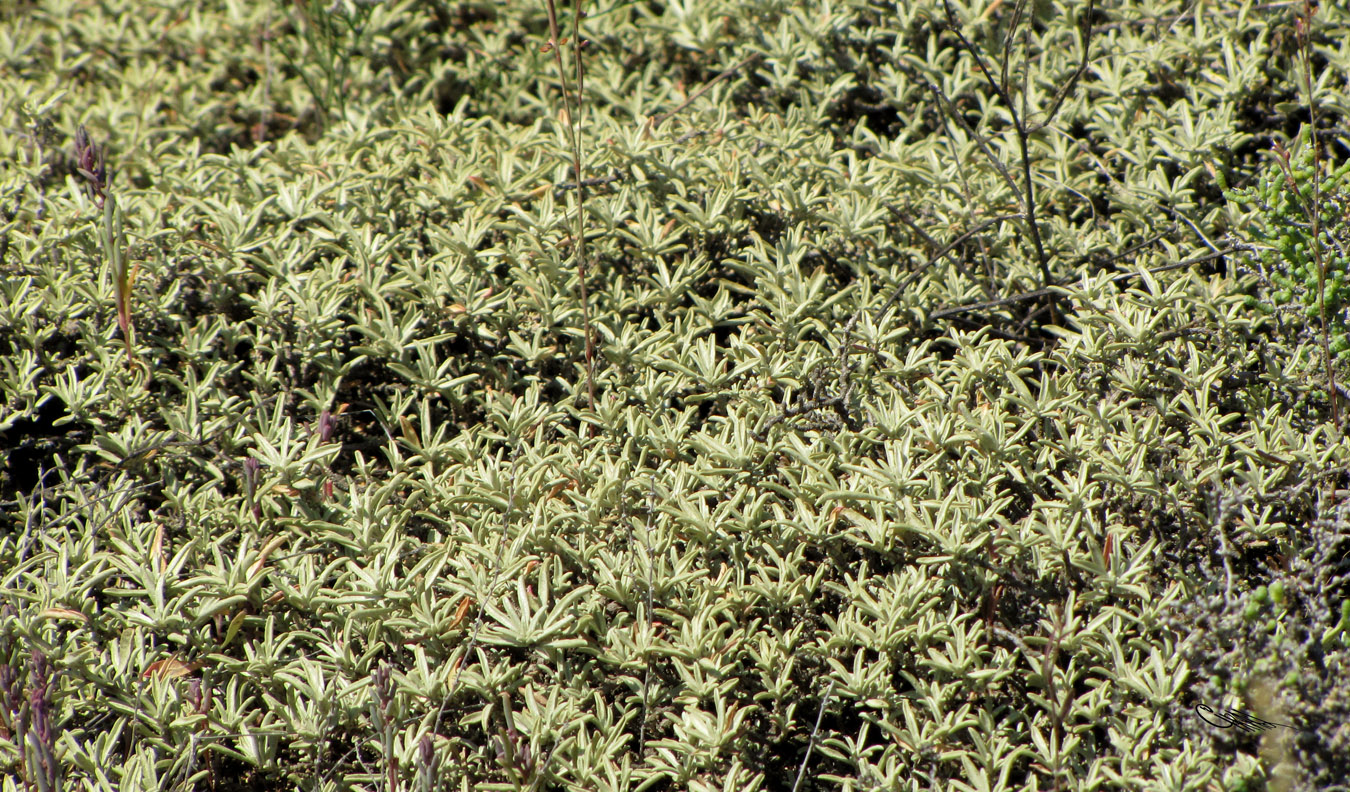 Image of Atriplex cana specimen.