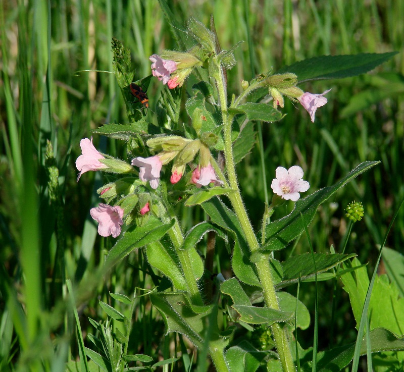 Изображение особи Pulmonaria mollis.