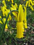 Narcissus cyclamineus. Цветок. Великобритания, Шотландия, Эдинбург, Royal Botanic Garden Edinburgh. 4 апреля 2008 г.