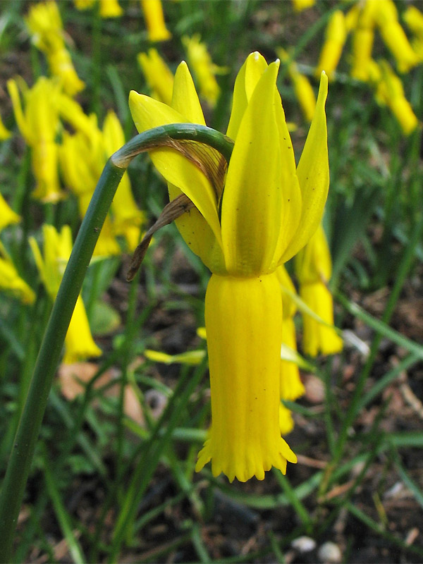 Image of Narcissus cyclamineus specimen.