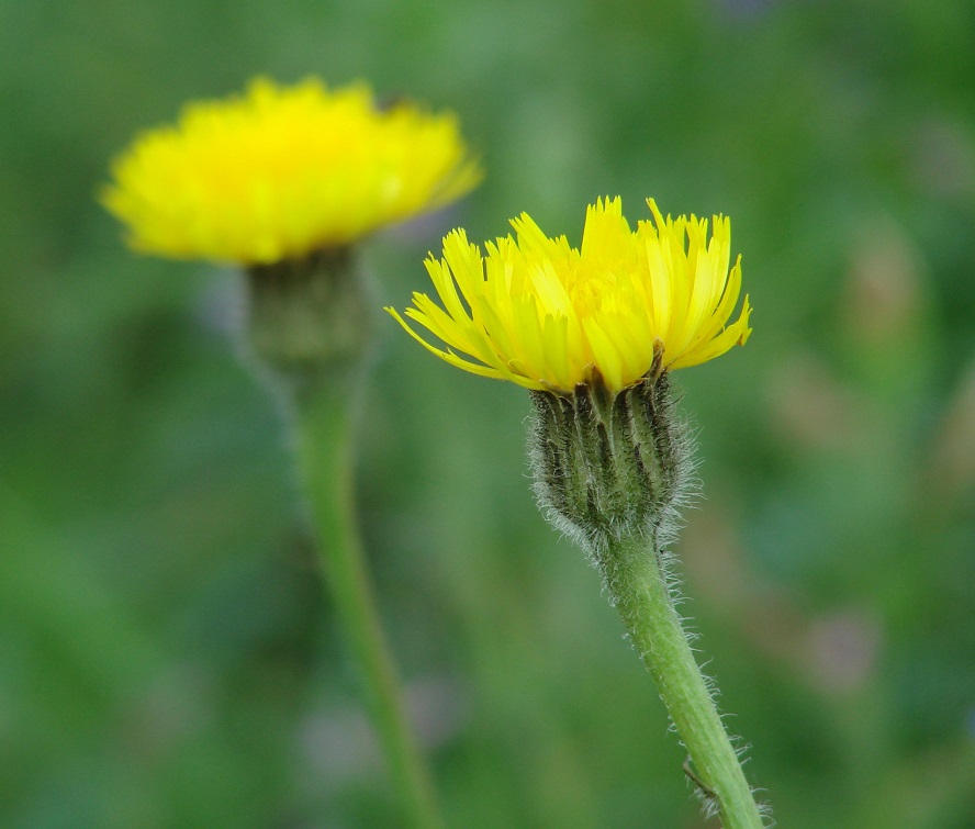 Изображение особи Trommsdorffia maculata.