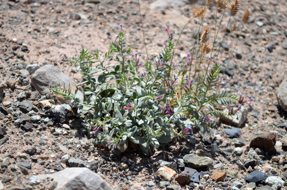 Изображение особи Arnebia obovata.