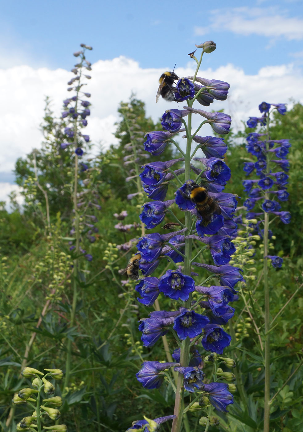 Image of Delphinium dictyocarpum specimen.