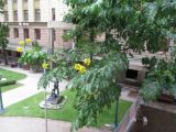 Caesalpinia ferrea
