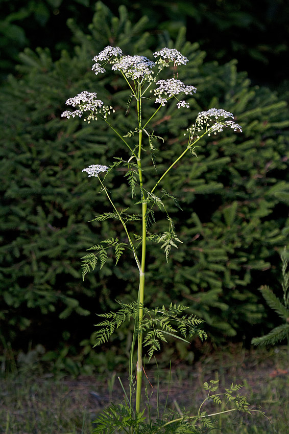 Изображение особи Anthriscus sylvestris.