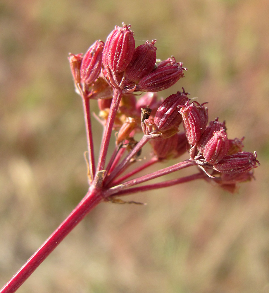 Изображение особи Xanthoselinum alsaticum.