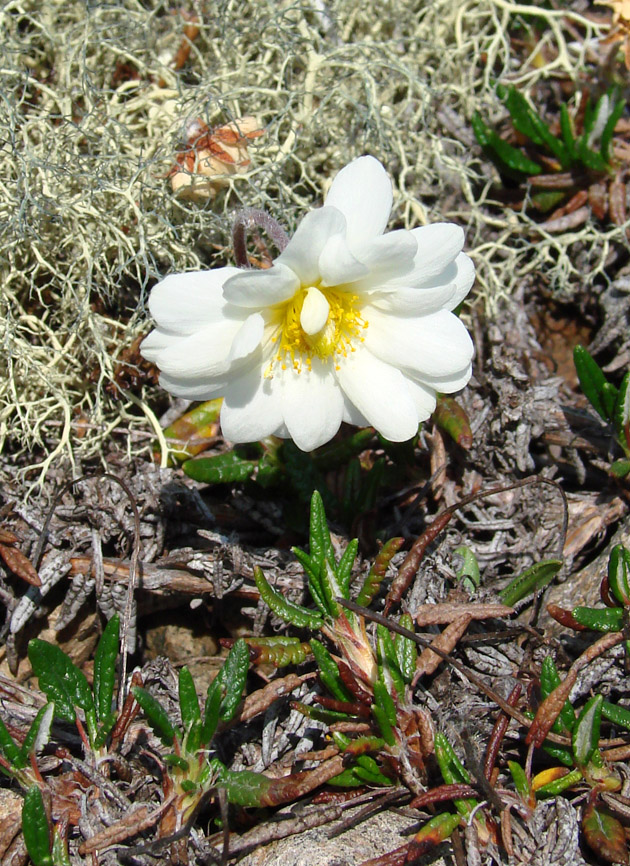 Изображение особи Dryas crenulata.