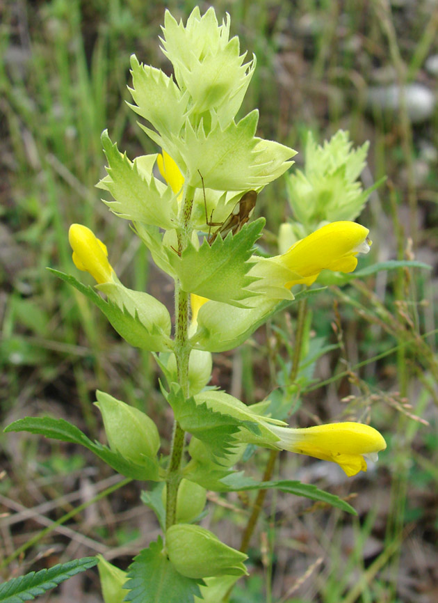 Изображение особи Rhinanthus vernalis.