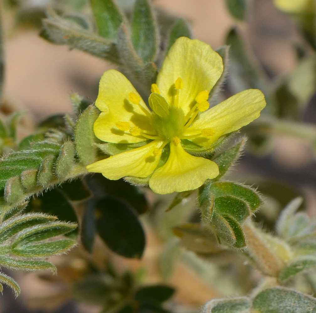 Изображение особи Tribulus macropterus.