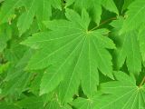 Acer japonicum