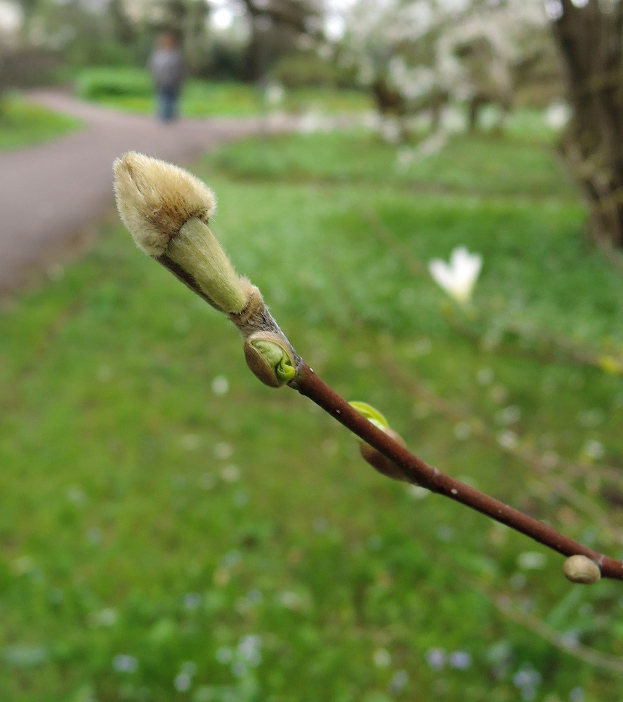 Image of Magnolia salicifolia specimen.