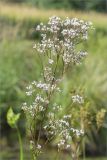 Valeriana officinalis. Верхушка цветущего растения. Ленинградская обл., Ломоносовский р-н, долина р. Шингарка, берег ручья. 09.08.2015.