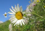 Anthemis melanoloma