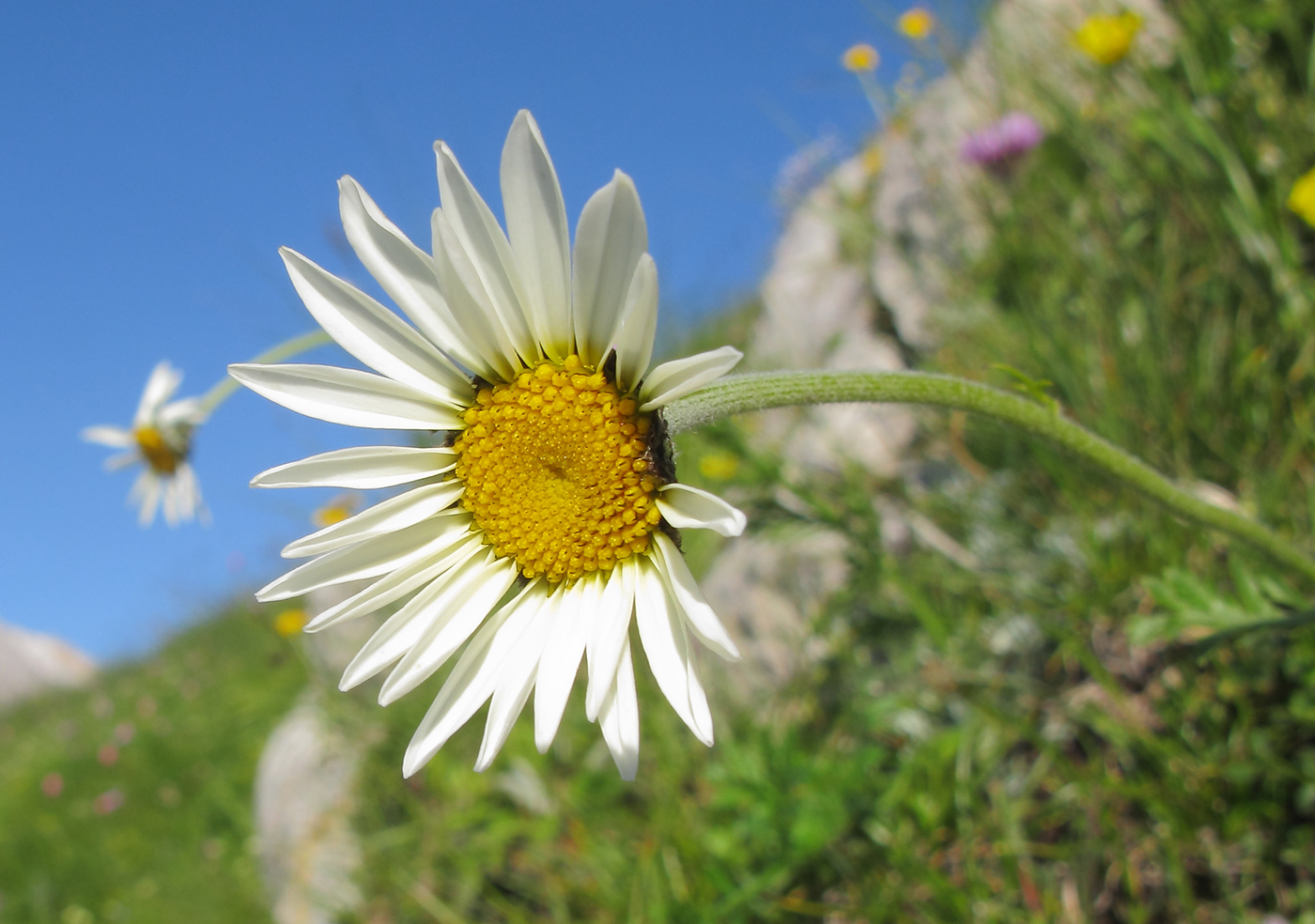 Image of Anthemis melanoloma specimen.