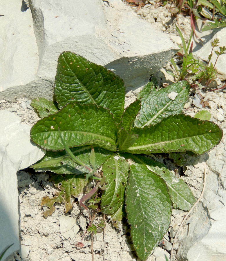 Image of Verbascum lychnitis specimen.