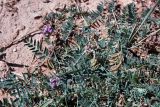 genus Oxytropis. Растение с цветками и завязавшимися плодами. Кыргызстан, Нарынская обл., Ак-Талинский р-н, долина р. Бурулю, горная степь, ≈ 2500 м н.у.м. Конец августа 2012 г.