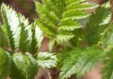 Sorbus sibirica