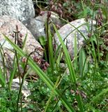 Thalictrum alpinum
