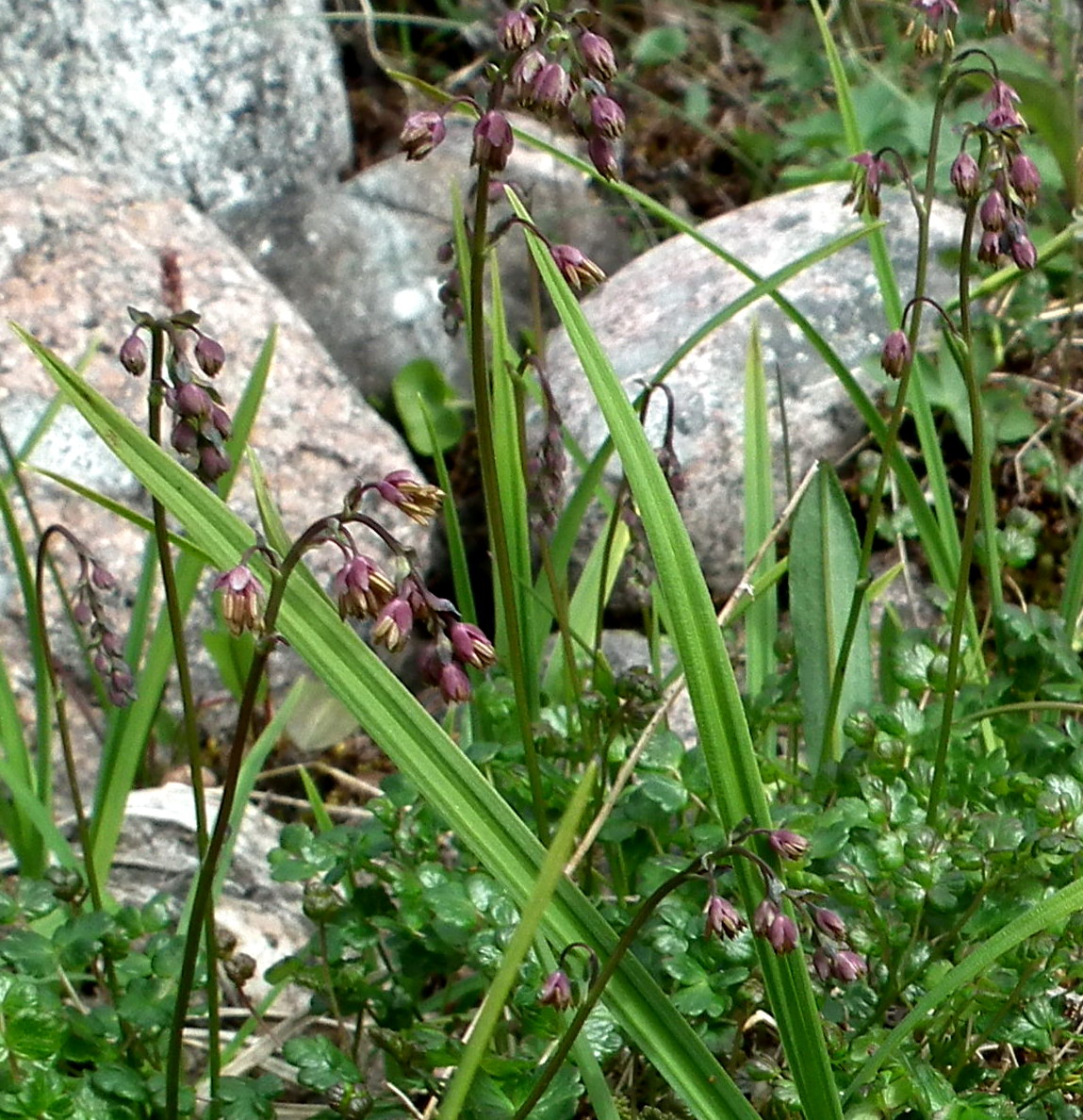 Image of Thalictrum alpinum specimen.