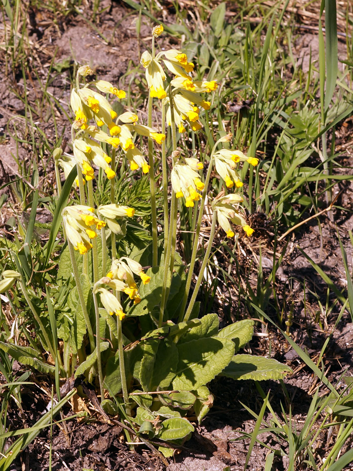 Image of Primula veris specimen.