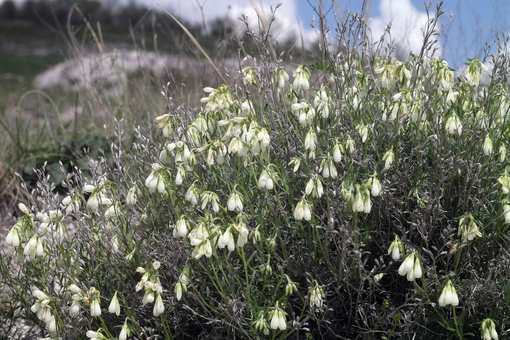 Image of Onosma tanaitica specimen.