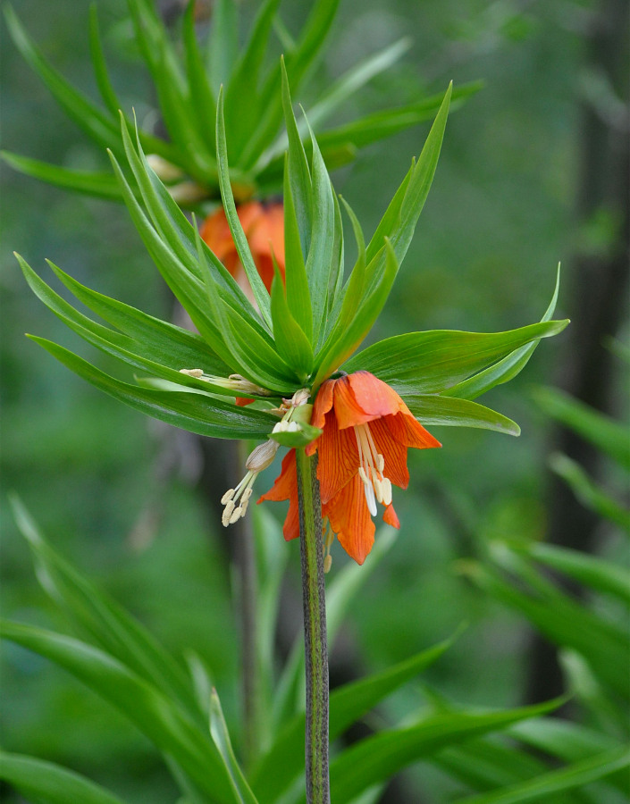 Image of Fritillaria imperialis specimen.