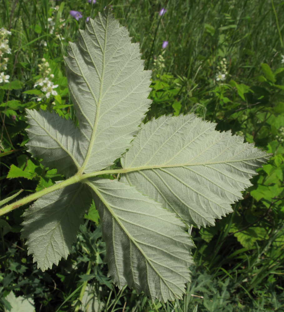 Изображение особи Rubus lloydianus.