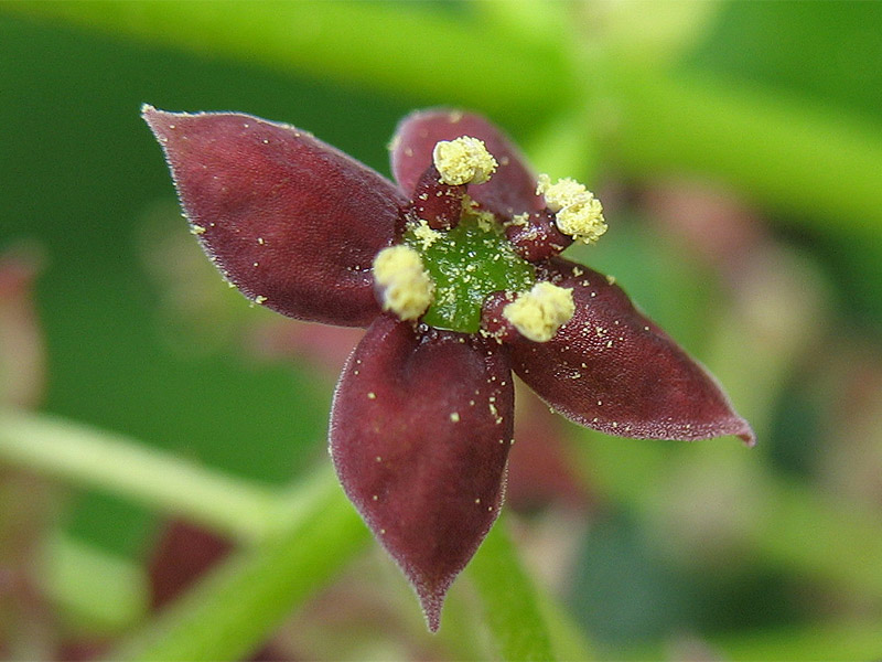 Image of Aucuba japonica specimen.