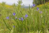 Iris oxypetala
